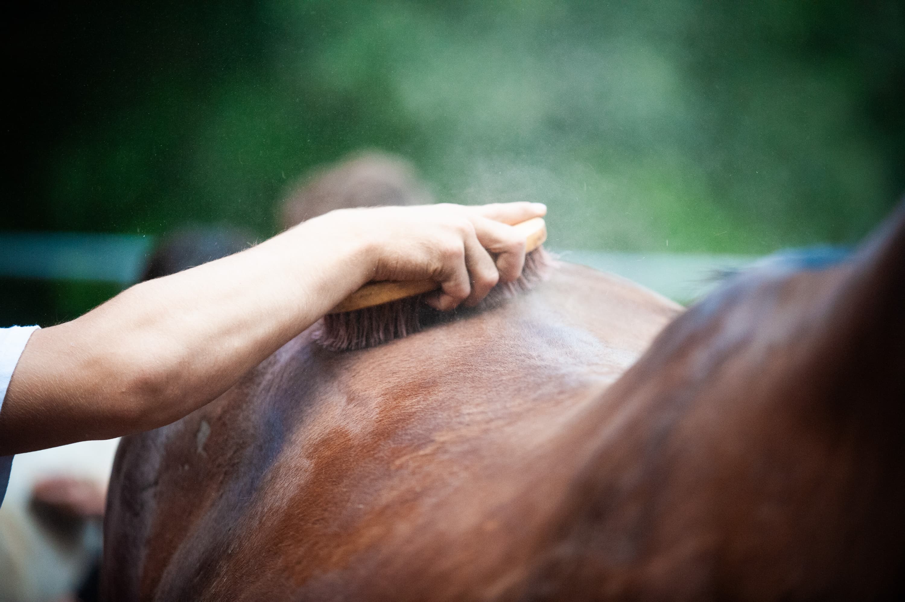 A person brushing a horse's back with a bristle brush.